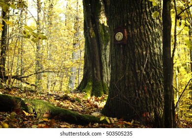 Change Of The Time (with The Clock In The Background- The Autumn Is Reminding Us Of The Change Of The Time From Summer On Winter)