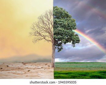 Change tree forest drought and forest refreshing. Ecology concept Half alive and half dead tree standing at the crossroads. Save the environment. - Shutterstock ID 1945595035