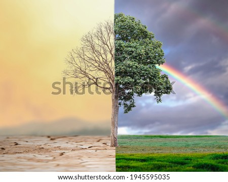 Change tree forest drought and forest refreshing. Ecology concept Half alive and half dead tree standing at the crossroads. Save the environment.