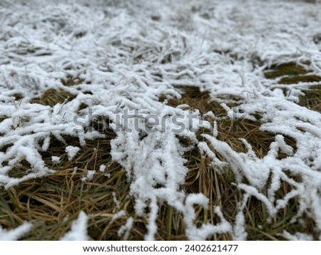 Change of weather to winter, snowfall. Green old plants under fresh snow. Autumn lawn covered with snow. Dry weeds under the snow, grass in winter in the snow