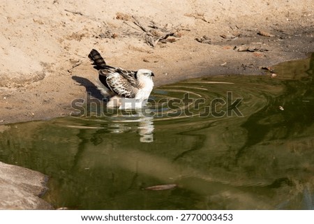 changeable hawk eagle bathing in a waterhole 
