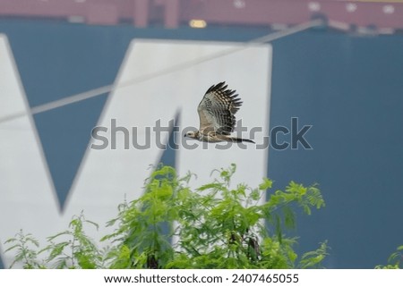 Changeable Hawk Eagle bird in flight