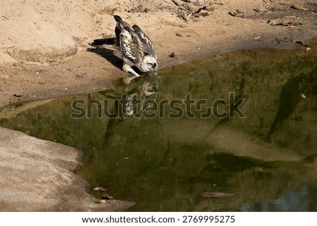 Changeable Hawk Eagle drinking water.