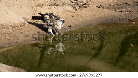 Changeable Hawk Eagle drinking water.