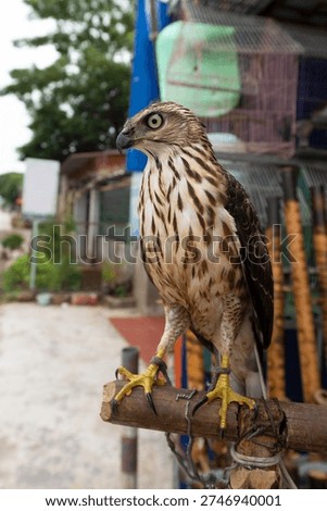 A changeable hawk eagle in fetters at a bird shop in Vietnam. The changeable hawk eagle (Nisaetus cirrhatus) or crested hawk eagle is a large bird of prey species of the family Accipitridae.