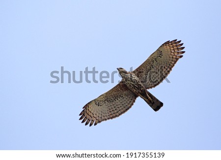 Changeable hawk eagle in flight.The changeable hawk-eagle or crested hawk-eagle (Nisaetus cirrhatus)is a large bird of prey species of the family Accipitridae.