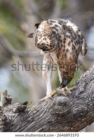 Changeable Hawk Eagle Having Lunch