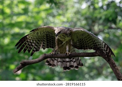 Changeable hawk eagle perched on a tree branch