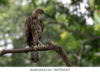 Changeable hawk eagle perched on a tree branch