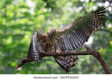 Changeable hawk eagle perched on a tree branch