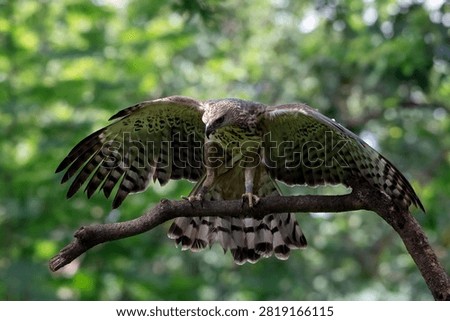Changeable hawk eagle perched on a tree branch