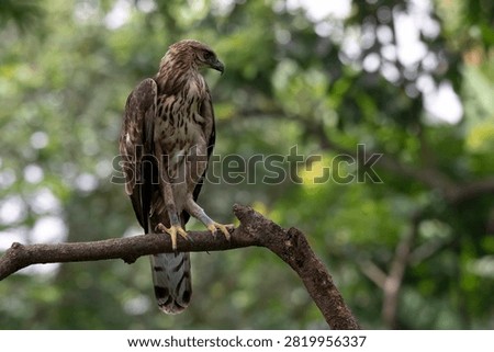 Changeable hawk eagle perched on a tree branch