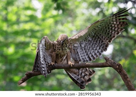 Changeable hawk eagle perched on a tree branch