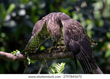 a changeable hawk eagle with its prey on a tree