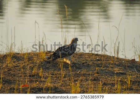 changeable hawk eagle sitting near waterbody 