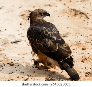 Changeable hawk eagle spreads its wings wide on the sun warmed sand with piercing eyes and an unflinching gaze in Wilpattu National Park, Sri Lanka