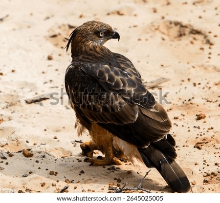 Changeable hawk eagle spreads its wings wide on the sun warmed sand with piercing eyes and an unflinching gaze in Wilpattu National Park, Sri Lanka