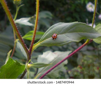 Changeable ladybug on a leaf of Jerusalem artichoke plant.                             