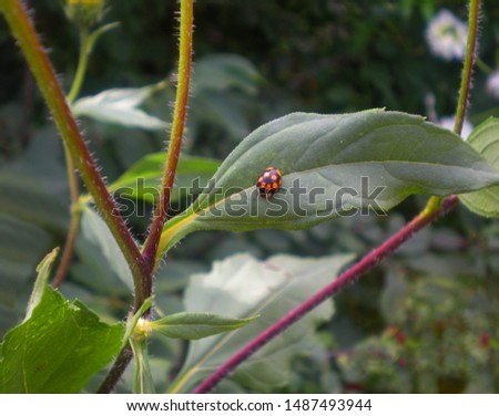 Changeable ladybug on a leaf of Jerusalem artichoke plant.                             