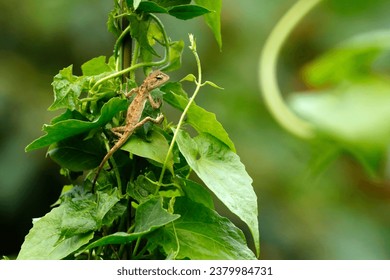 Changeable Lizard (Calotes versicolor), characterized by a crest of enlarged scales down the dorsal surface of the neck and forepart of the body. A sun-loving species.