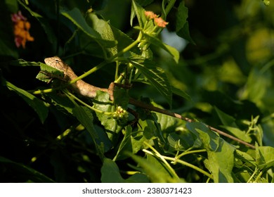 Changeable Lizard (Calotes versicolor), characterized by a crest of enlarged scales down the dorsal surface of the neck and forepart of the body. A sun-loving species.