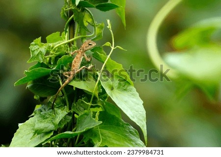 Changeable Lizard (Calotes versicolor), characterized by a crest of enlarged scales down the dorsal surface of the neck and forepart of the body. A sun-loving species.