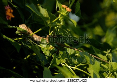 Changeable Lizard (Calotes versicolor), characterized by a crest of enlarged scales down the dorsal surface of the neck and forepart of the body. A sun-loving species.