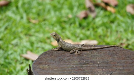 Changeable Lizard On Tree Trunk