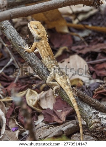 A changeable lizard perched on a branch in a leaf litter
