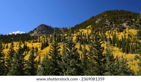 changing aspen leaves on a sunny fall day  on  the guanella pass road near georgetown in the  rocky  mountains of colorado