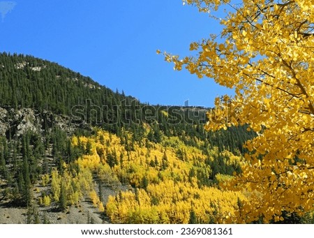 changing aspen leaves on a sunny fall day  on  the guanella pass road near georgetown in the  rocky  mountains of colorado