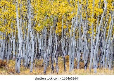 Changing aspen trees - autumn on the Tenderfoot Trail near Dillon, Summit County, Colorado.  - Shutterstock ID 1654652644