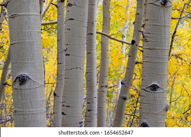 Changing aspen trees - autumn on the Tenderfoot Trail near Dillon, Summit County, Colorado.  - Shutterstock ID 1654652647