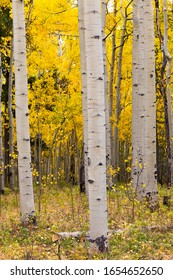 Changing aspen trees - autumn on the Tenderfoot Trail near Dillon, Summit County, Colorado.  - Shutterstock ID 1654652650