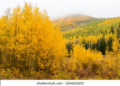 Changing aspen trees - autumn on the Tenderfoot Trail near Dillon, Summit County, Colorado.  - Shutterstock ID 1654652653