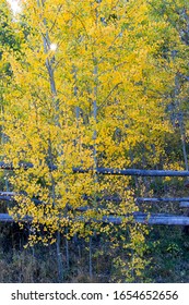 Changing aspen trees - autumn on the Tenderfoot Trail near Dillon, Summit County, Colorado.  - Shutterstock ID 1654652656