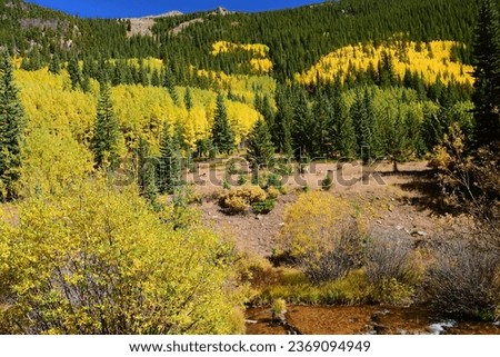 changing aspen and willow leaves next to a creek and mountains on a sunny fall day  on  the guanella pass road near georgetown in the  colorado rockies