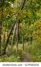 Changing Colors Of Fall Outside Madison, Wisconsin