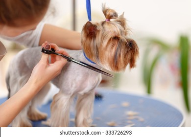 Changing hairdo. Yorkshire terrier stands still while its lower muzzle hair is being cut.