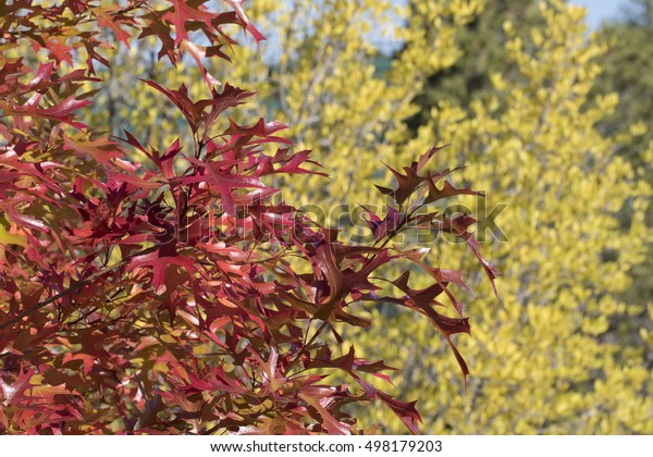 Changing Trees Santa Fe Botanical Gardens Stock Photo Edit Now