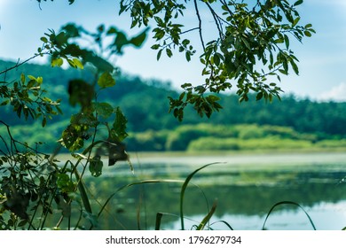 ChangNyung, Korea - Aug.15.2020 : Upo Swamp In Korea. It Is Designated By Ramsar Convention.