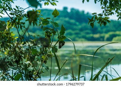 ChangNyung, Korea - Aug.15.2020 : Upo Swamp In Korea. It Is Designated By Ramsar Convention.