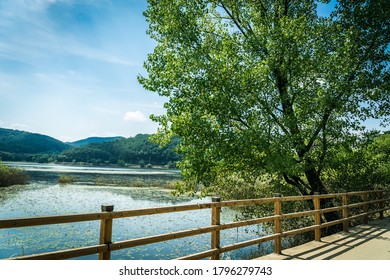 ChangNyung, Korea - Aug.15.2020 : Upo Swamp In Korea. It Is Designated By Ramsar Convention.