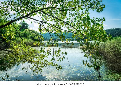 ChangNyung, Korea - Aug.15.2020 : Upo Swamp In Korea. It Is Designated By Ramsar Convention.