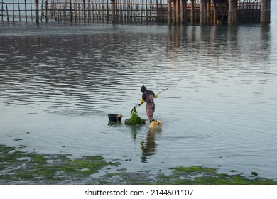 Changseon-myeon, Namhae-gun, Gyeongsangnam-do, South Korea - January 19, 2022: Winter View Of A Fisherman Catching Green Laver On Shallow Sea Near Mud Flat At Low Tide At Jijok Beach Village
