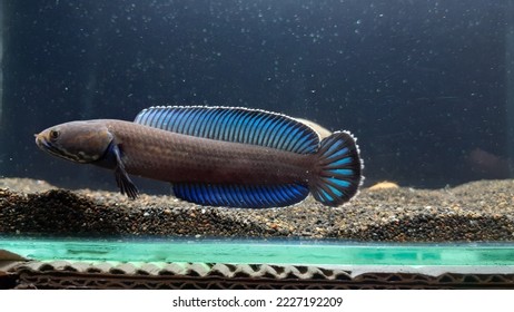 Channa andrao is a species of snakehead fish from the Channidae family. - Shutterstock ID 2227192209