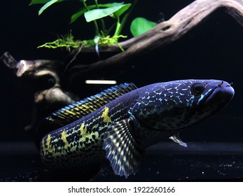 Channa Aurantimaculata Golden Cobra Stock Photo 1922260166 | Shutterstock