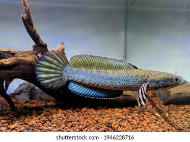 Channa Pulchra Is A Species Of Snakehead Fish In The Family Channidae Which Is Native To Myanmar.