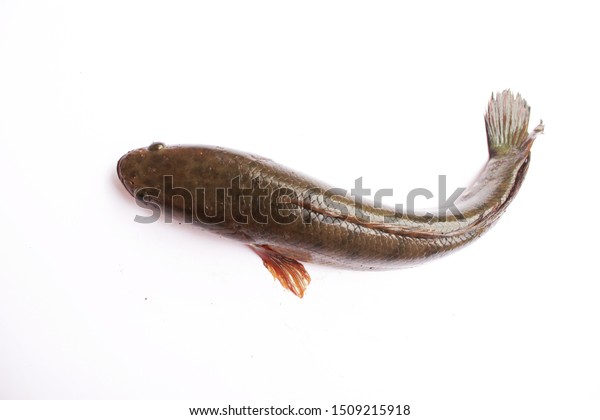 Channa Striata Fish On White Background Stock Photo 1509215918 ...