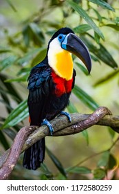 Channel Billed Toucan